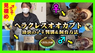 【初心者向け】ヘラクレスオオカブトの飼育方法【2023年版】幼虫の雌雄判別のやり方と幼虫管理方法についてわかりやすく解説！