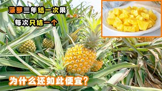 菠蘿三年結一次果，而且每次只結一個，為什么它的價格如此便宜？