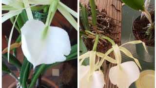 Cuidados Básicos ORQUÍDEA Brassavola Nodosa. /Conocida como La dama de la Noche🌾