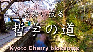 【4K】Kyoto Japan walking tour /Tree-lined road with falling cherry blossoms/ASMR April 8 2022