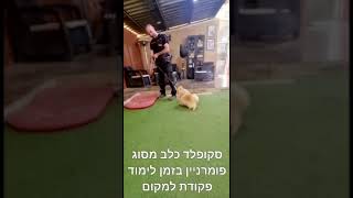 סקופלד פומרניין מתוק לומד פקודות משמעת