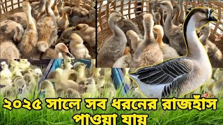 কম দামে রাজহাঁসের বাচ্চা কোথায় পাবো ? রাজহাঁসের বাচ্চার দাম ২০২৫।#রাজহাঁসের_বাচ্চা 01942819116