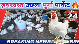 poultry rate today | thok murga mandi rates | broiler poultry chicken rates | murga mandi rates toda