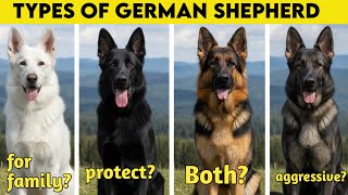 German Shepherds Breed Types | which one is best for you?
