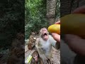 this poor monkey became sad 😱 shortvideo