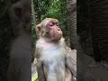 this poor monkey became sad 😱 shortvideo