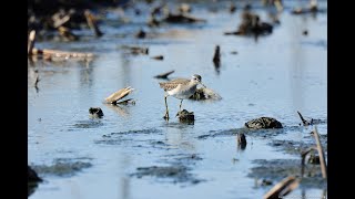 稲敷で出会った鳥さんたち♪♪