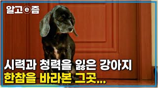 나이가 들어 시력과 청력을 잃어버린 개 앉아서 무엇을 기다리는 걸까?┃세상에 나쁜 개는 없다┃알고e즘