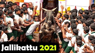 Jallikattu promo 2021 திமிர் கொண்ட தமிழனும் திமில் கொண்ட காளைகளும்