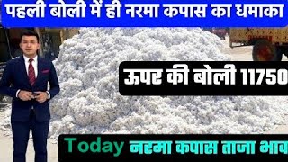 आज कपास का भाव | 11 जनवरी 2024 नरमा में जोरदार तेजी Kapas (narma) ka taja bhav #cotton Price Today