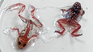 10 Animals That Have Been Successfully Cloned by Scientists