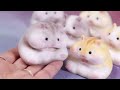 audio 🛌 dễ thương nhất thế giới 🐹 làm búp bê hamster mềm mại