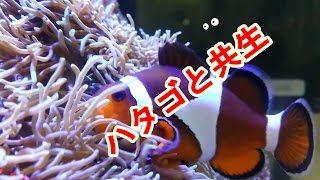 カクレクマノミとイソギンチャクの共生