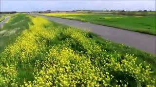 24今日の土手菜の花満開コントラスト20　Ｐ３(ドローン)空撮04/09