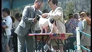 Canadian Dog Show 1993 Merritt British Columbia