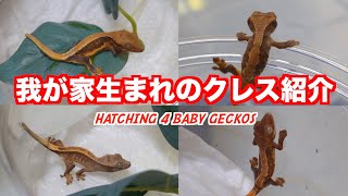 我が家CBクレステッドゲッコーモルフ紹介《Crestedgecko》