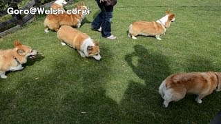 Goro \u0026 corgis / コーギーいっぱい 20140518_3 Goro@Welsh corgi