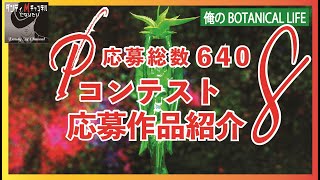 【作品紹介8】アガベの「たぶんピーコッキーフォトコンテスト」アガベ　ピーコッキーのカッコ良さを見つけ出すコンテストです　応募作品紹介します。