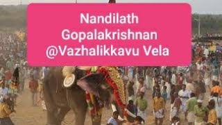 Nandilath Gopalakrishnan @ Vazhalikkavu Vela 2020