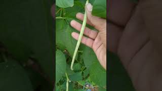 எங்கள் வீட்டில் காராமணி அறுவடை 🥰❤️🥰 / Harvesting long Bean's 🥒🥒🥒🥒