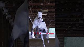 Highest free jump by a blind horse: 106 cm (3 ft 5.73 in) by Endo and owner Morgan Wagner #shorts