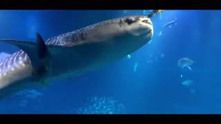 Osaka Aquarium KAIYUKAN 【Cinematic Video】