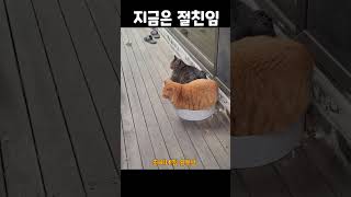 목숨을 건 고양이의 싸움 #대장고양이 #냥펀치 #고양이싸움