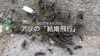 アリの「結婚飛行」20220426,masahiro tsuji。