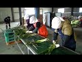 spring onion peeling machine chives peeler 대파탈피기 쪽파탈피기 대파뿌리절단기