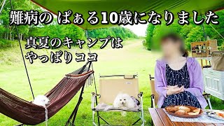 【真夏の高原キャンプ  後編  #95 】愛犬と過ごす真夏のキャンプ/ 丸沼高原キャンピングバレイ / 犬連れキャンプ/コールマンダークルームテクノロジー/軽自動車で車中泊/van camping