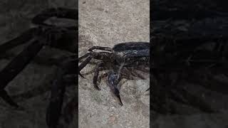 ក្តាមមហាសែនcuteរត់លឿនមែន/Cute crab runs really fast