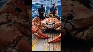 深海巨兽：渔船捕获巨型螃蟹Deep sea behemoth: Fishing boat catches giant crab.动物趣事  #海洋生物  #大型猛兽