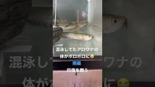 シルバーアロワナ喧嘩