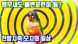 앵무새는 발가락이 제일 만만하다. - 배변훈련???