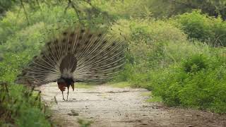 அடேங்கப்பா, எவ்ளோ பெரிய மயில் தோகை / Beautiful Peacock / #peacock / #tour / #forest