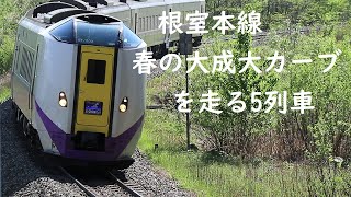 【根室本線】　春の大成大カーブを走る5列車（261系特急おおぞら・とかち・H100・DF200）