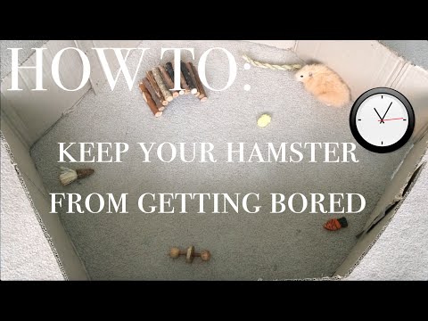 How To Keep Your Hamster From Getting Bored How To Keep Your Hamster From Getting Bored