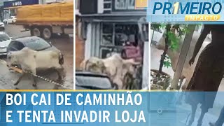 Jovem comenta como foi ser perseguida por boi desgovernado | Primeiro Impacto (17/01/25)