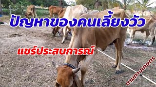 Ep.37 ปัญหาของคนเลี้ยงวัวที่ต้องเจอ