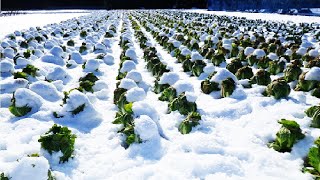 Sweet Vegetable under Snow Harvesting - Snow Vegetable Farm - Amazing Japan Agriculture Technology