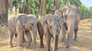 เมตตาเปิดร้านให้น้องด้วยครับน้องกล้วยหอม Elephant Thailand กำลังถ่ายทอดสด!