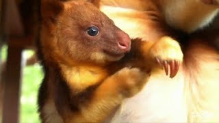 Australie: un bébé kangourou fait sa première sortie