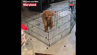 Cockapoo Pulls Off Daring Escape From Puppy Pen