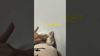 집사야 깨우지 마라 나 피곤하다 #short #고양이 #고양이일상 #쇼츠 #치리 #개냥이