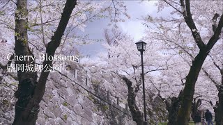 Cherry Blossoms | Gimbal | SONY α7RⅢ | 盛岡城跡公園 | ジンバル | MOZA AirCross2