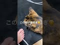 さびねこちゃんの1番可愛い仕草さ^ ^