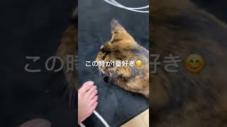 さびねこちゃんの1番可愛い仕草さ^ ^