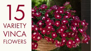 15 Variety Vinca Flowers and Plant || Vinca plant || Adam / Vinca Rosea / Periwinkle / Sadabahar