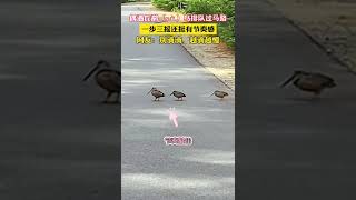 偶遇丘鷸鳥排隊過馬路，一步三搖還挺有節奏感 網友：別滴滴，越滴越慢