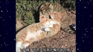 【每日一囧】爆笑锦集︱這年頭連貓咪都跑出來秀恩愛了嗎？ | 猫猫村长